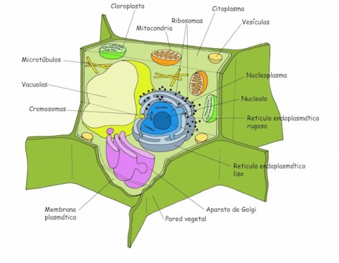 celula vegetal y celula animal. Célula animal