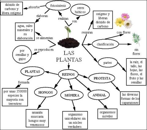 Mapa conceptual de las plantas